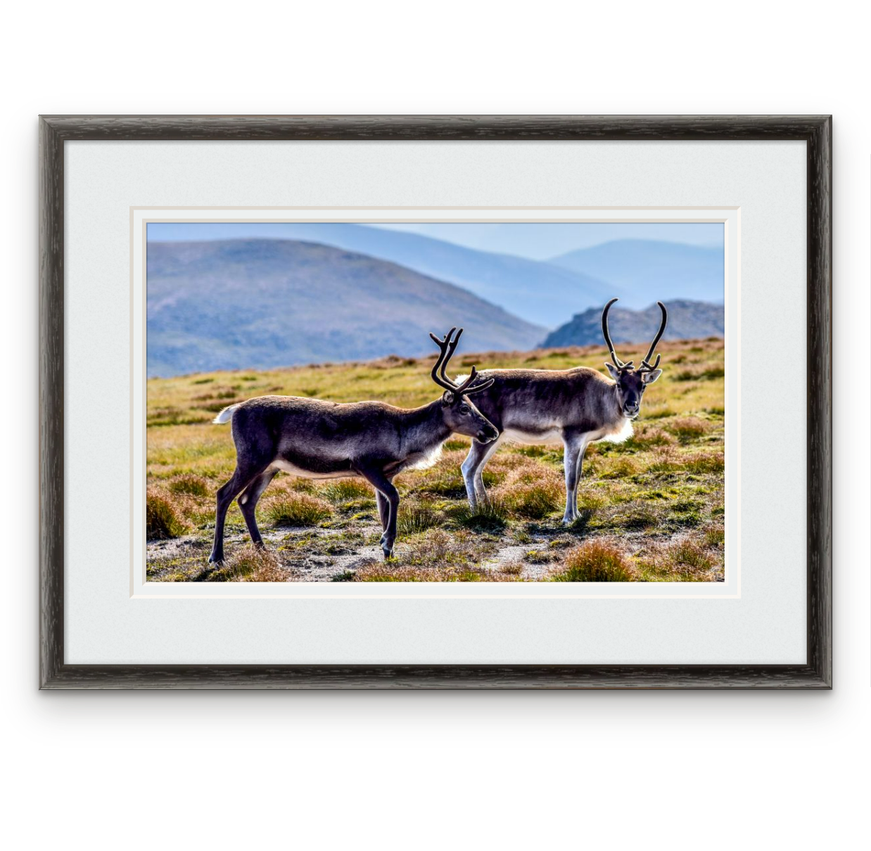Cairngorms reindeer, Ben Macdui | Frame: 12mm wide, black | Size (approx): 384 x 278mm | Double mount, Snow White | £105.00