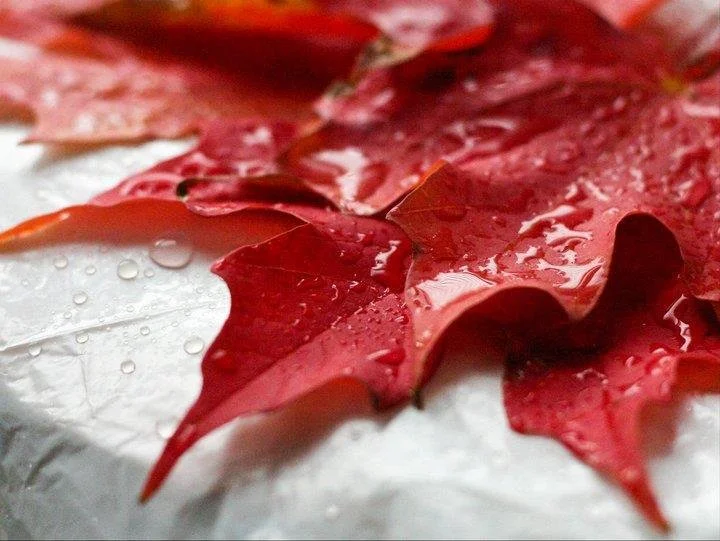 Close-up of wet red autumn leaves on a white surface.