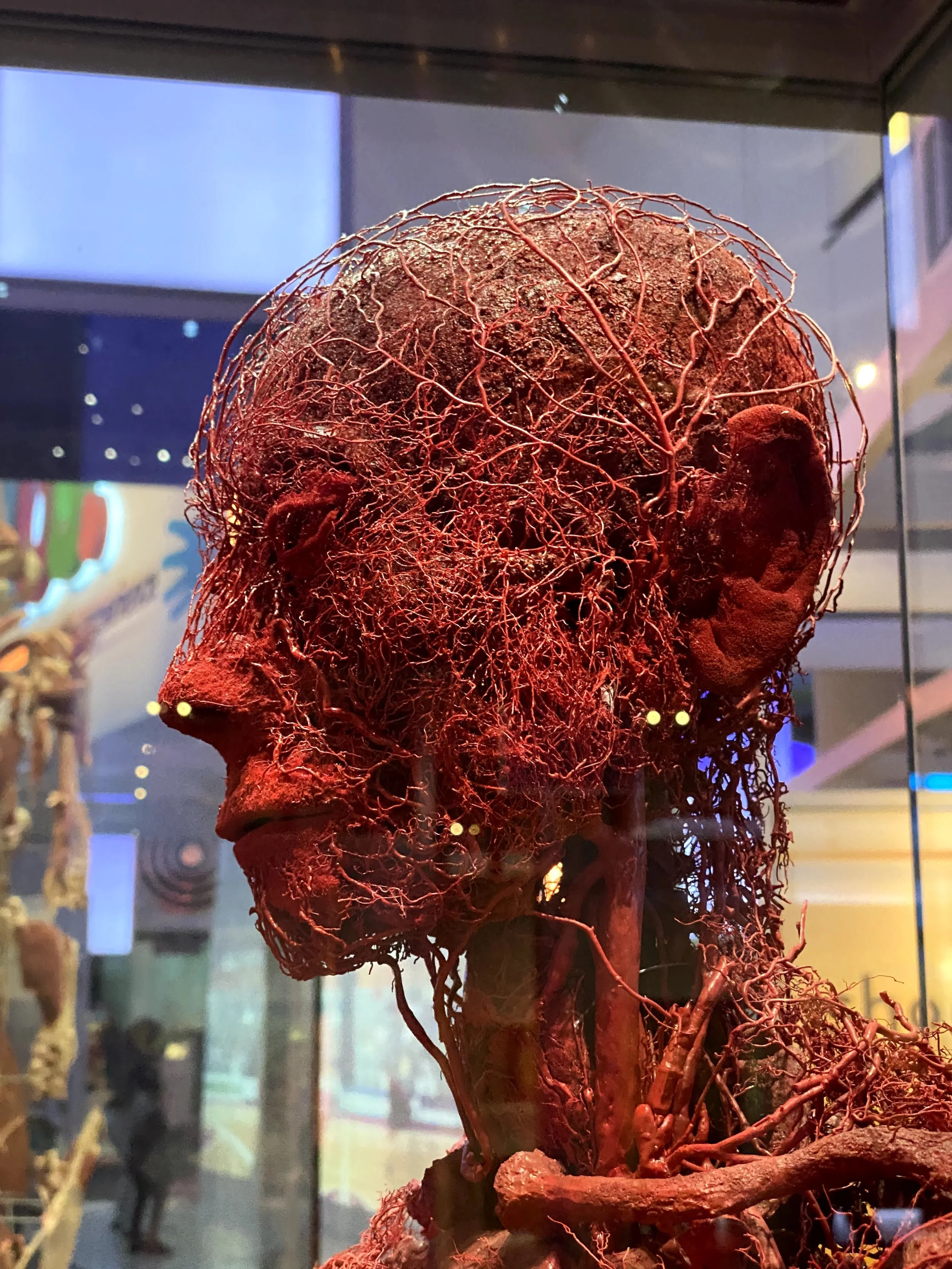 A detailed close-up of a human brain model with red and brown colors on display in a museum or exhibit. The brain has a network of visible blood vessels or neural pathways.