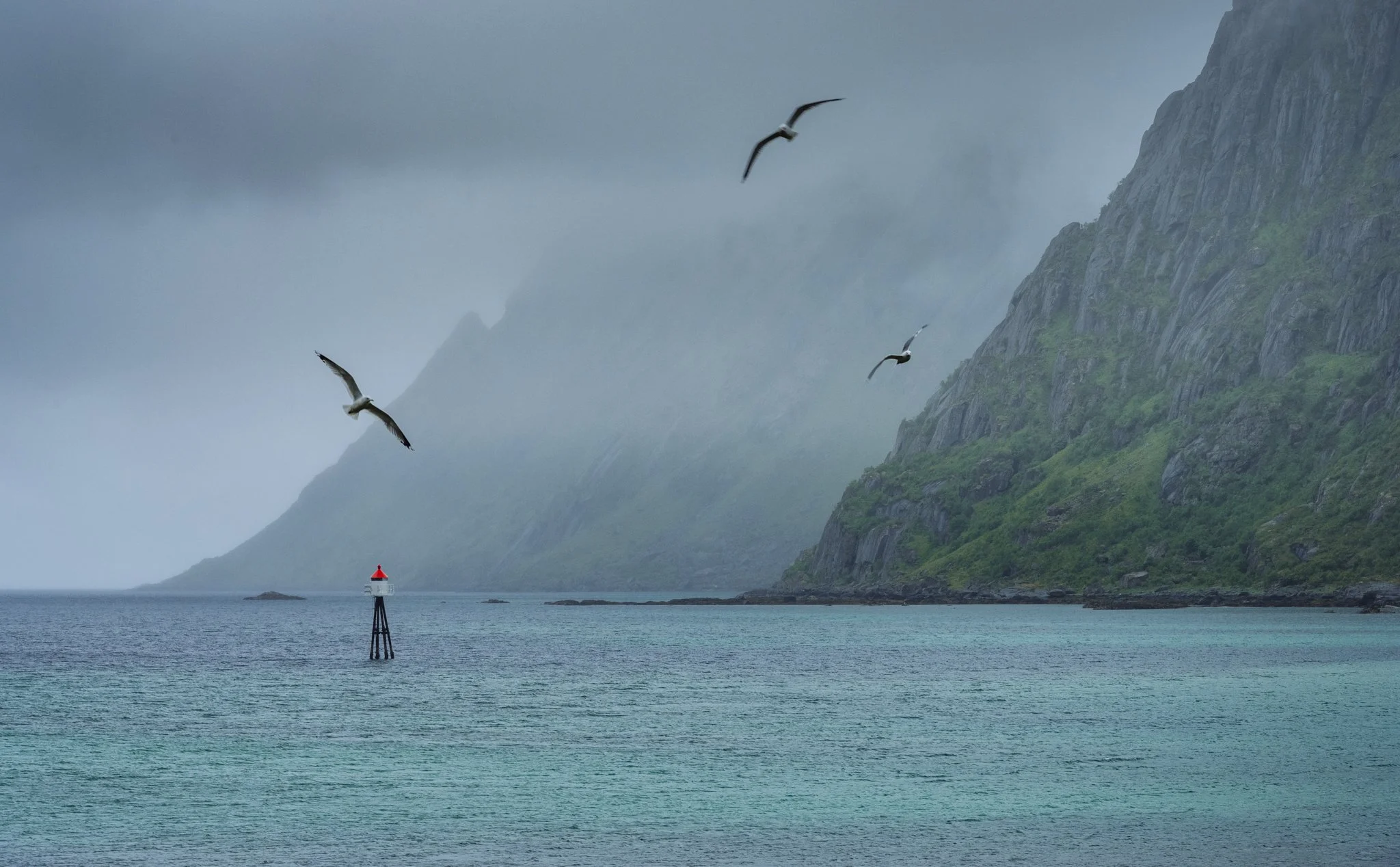Skjelfjorden and seagulls protecting their nests