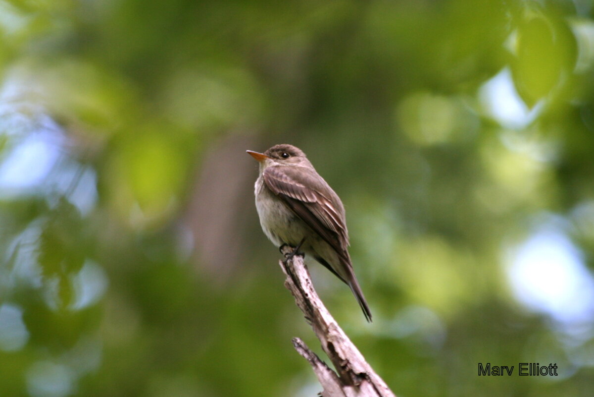 Eastern Wood-pewee