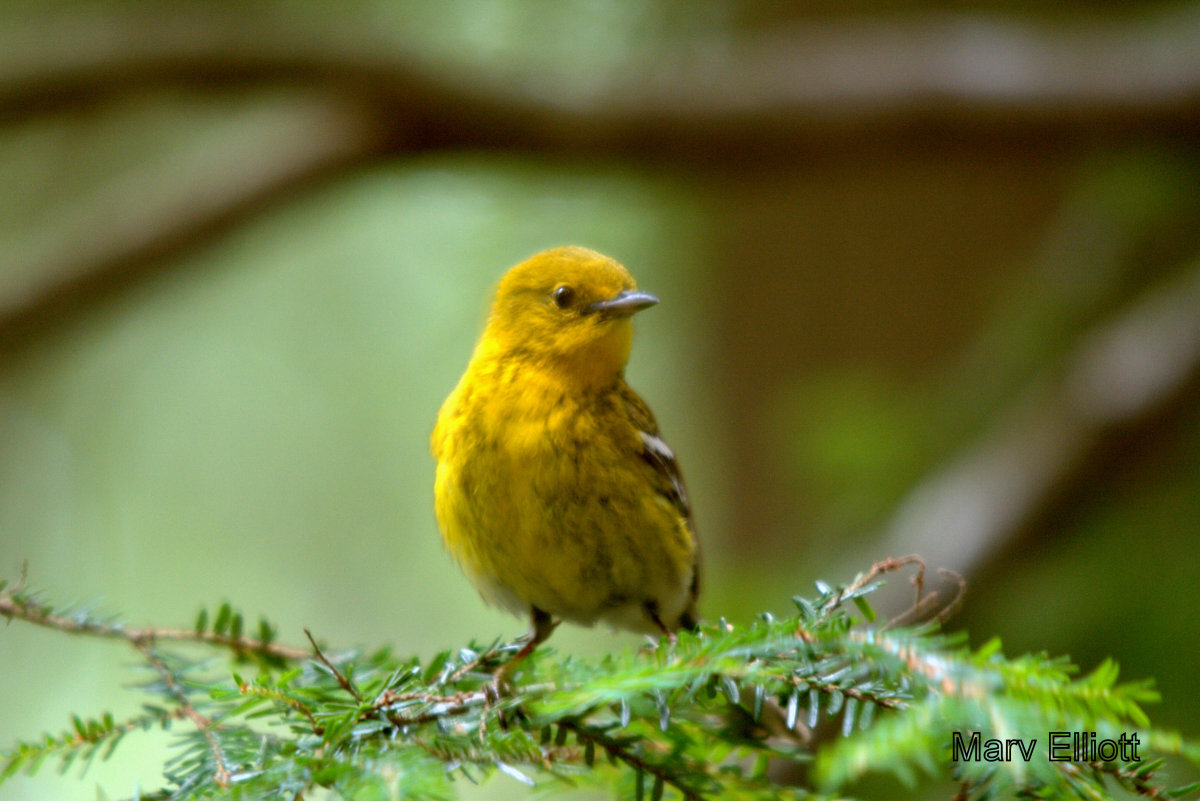 Pine Warbler