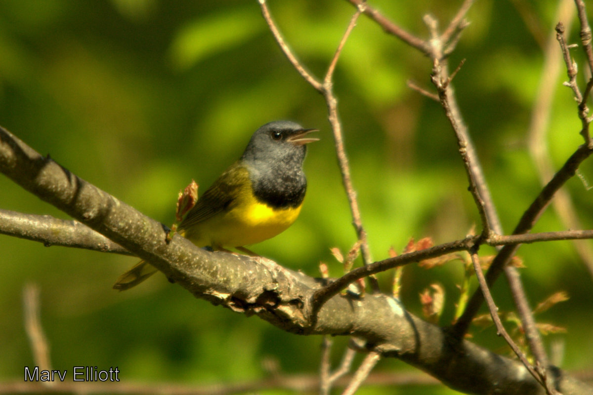 Mourning Warbler