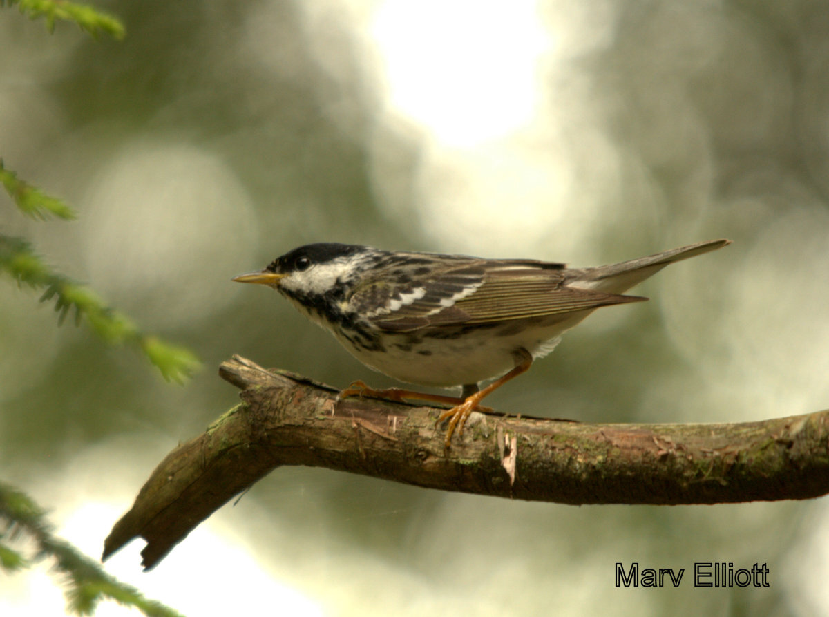 Blackpoll Warbler