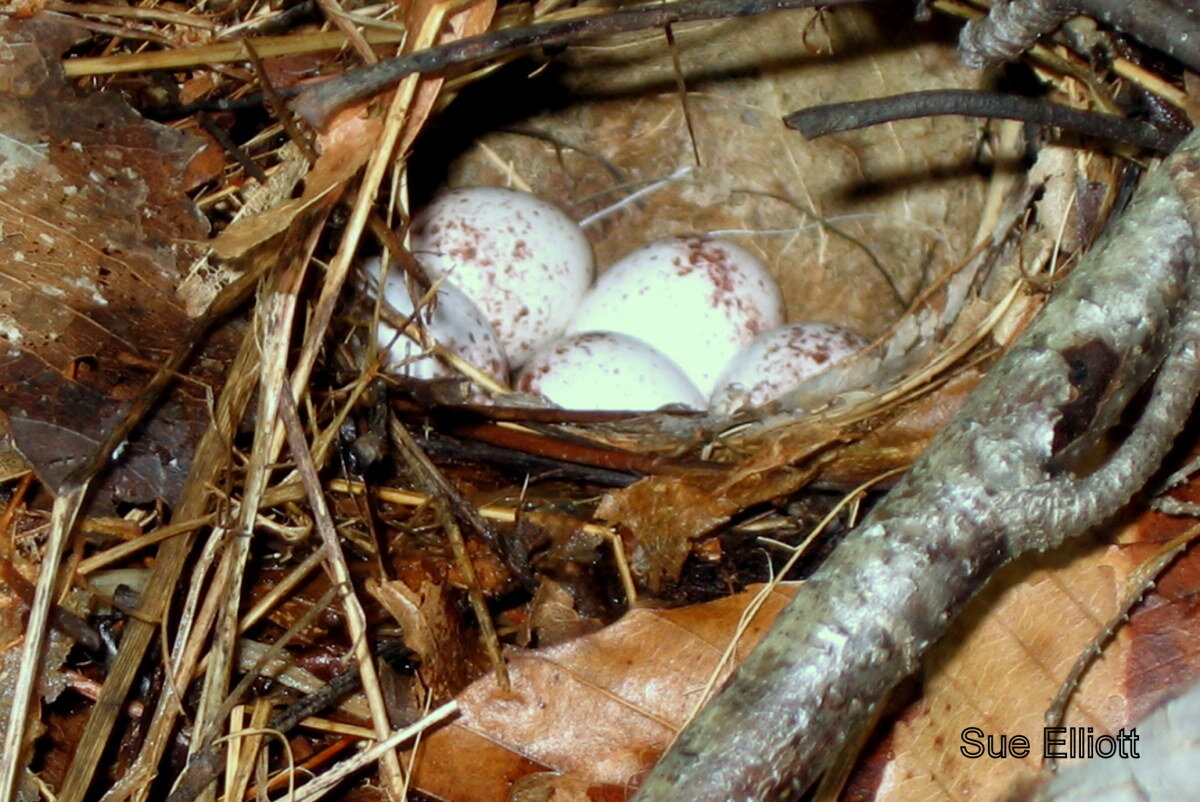 Ovenbird nest