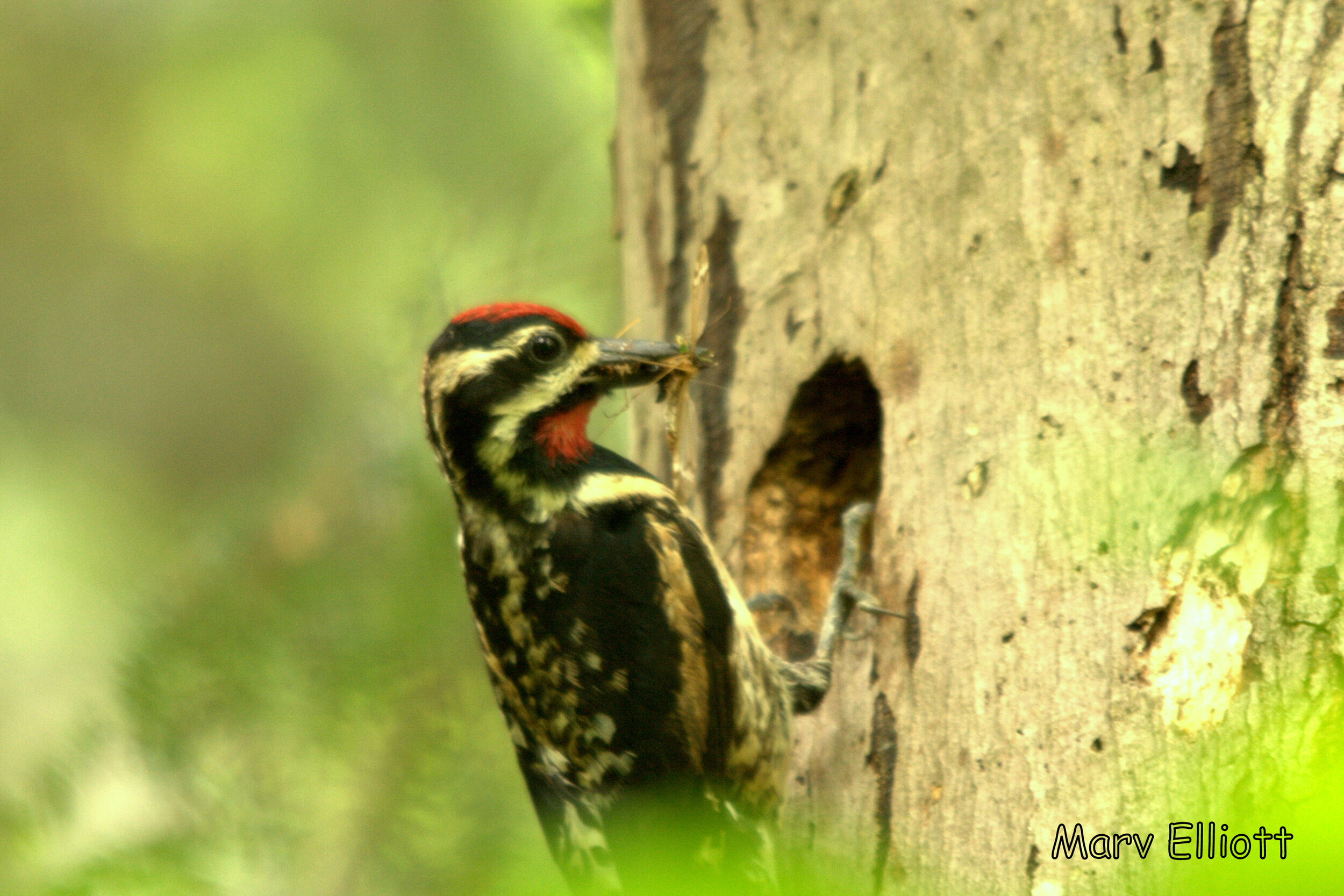 Yellow-bellied Sapsucker