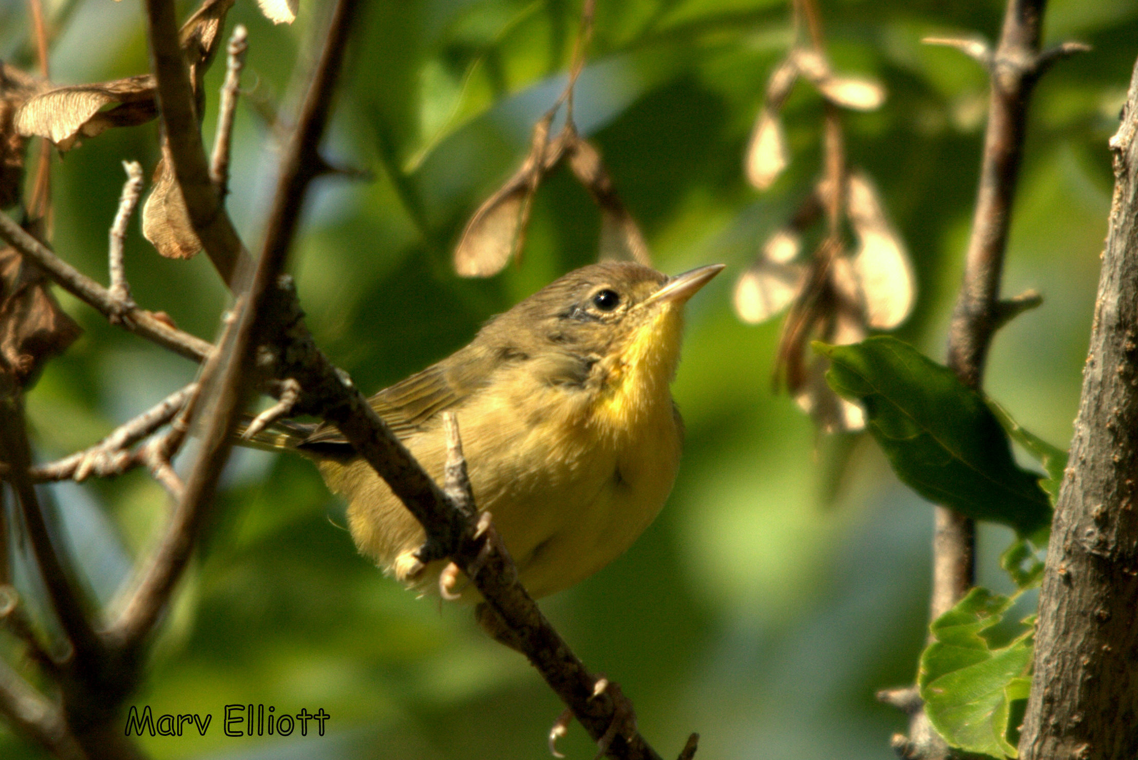 Common Yellowthroat