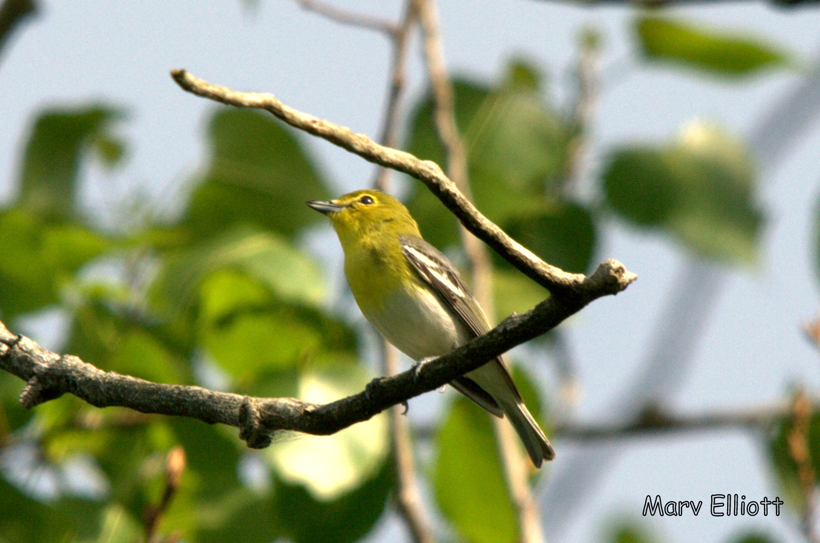 Yellow-throated Vireo