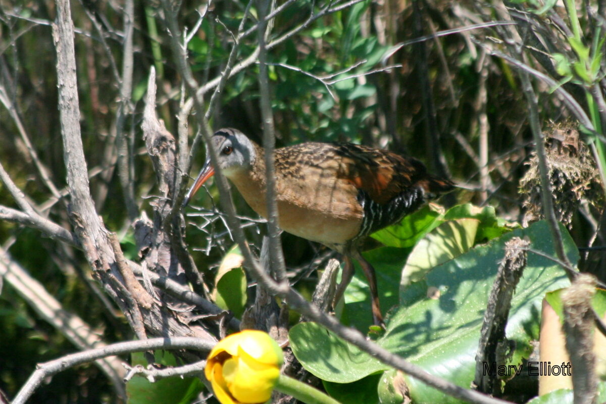 Virginia Rail