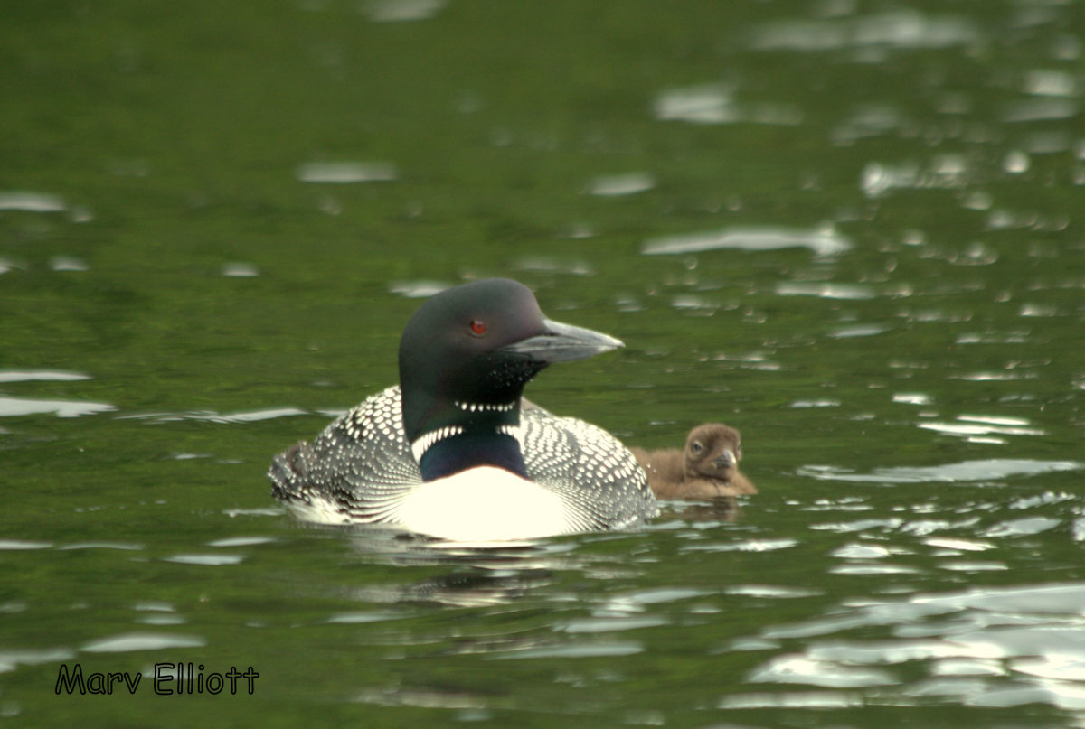 Common Loon with chick