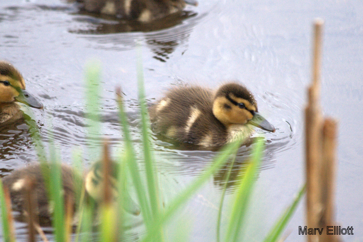 Mallard