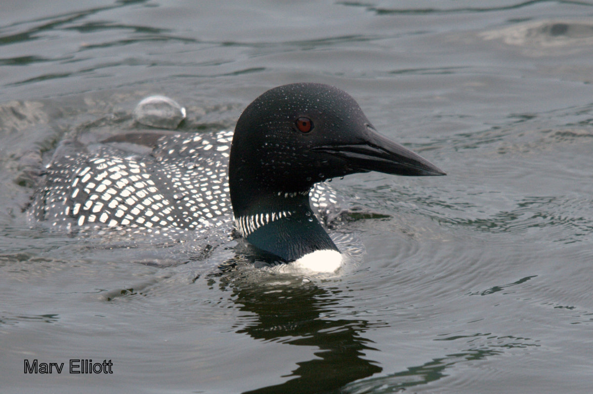 Common Loon