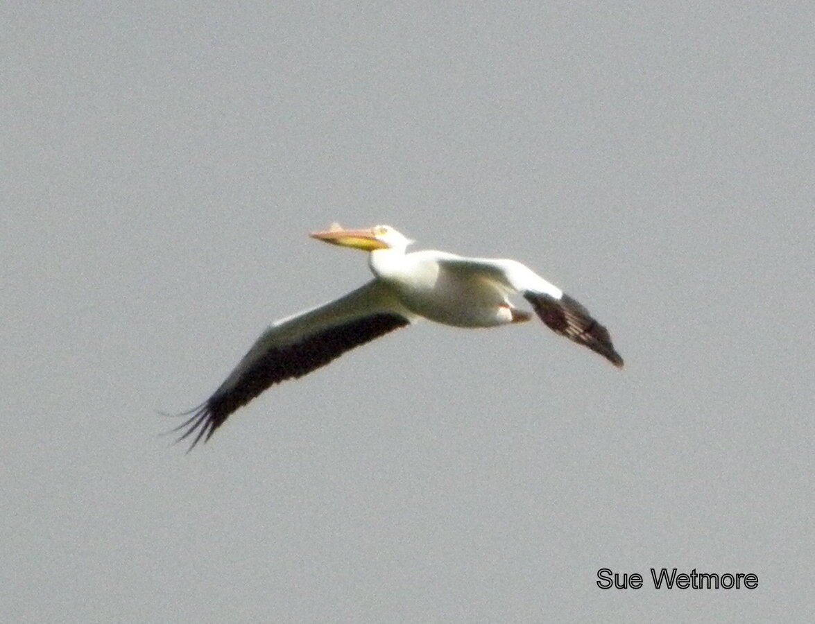 American White Pelican