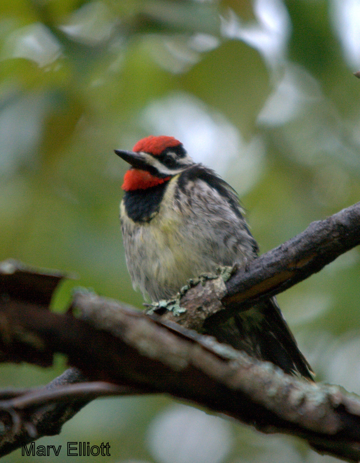 Yellow-bellied Sapsucker