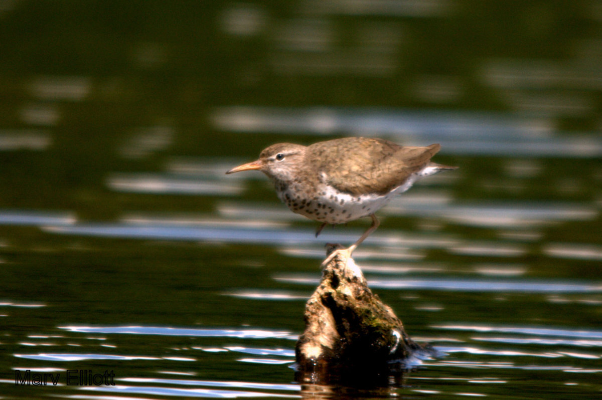 Spotted Sandpiper