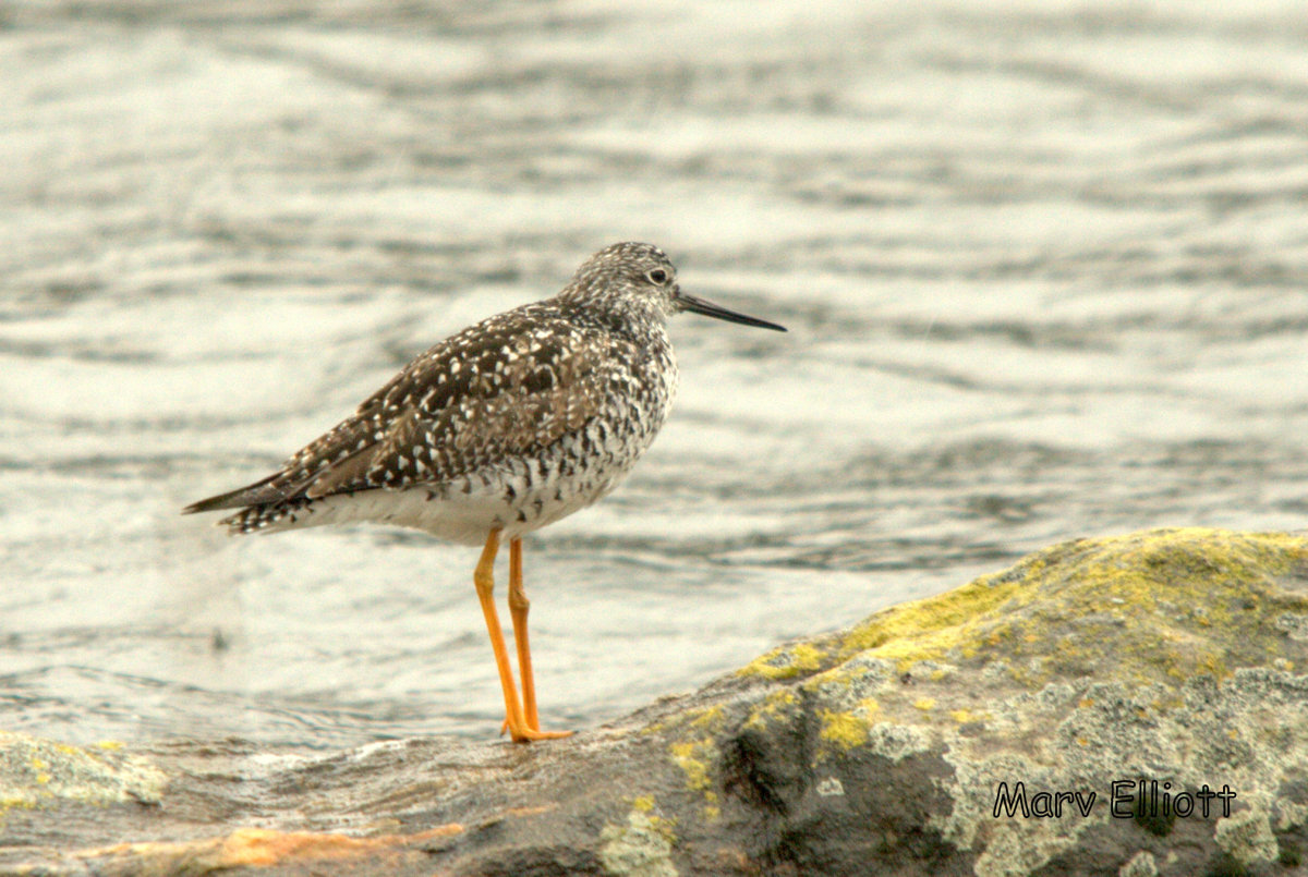 Greater Yellowlegs