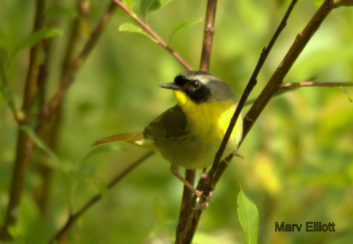 Common Yellowthroat