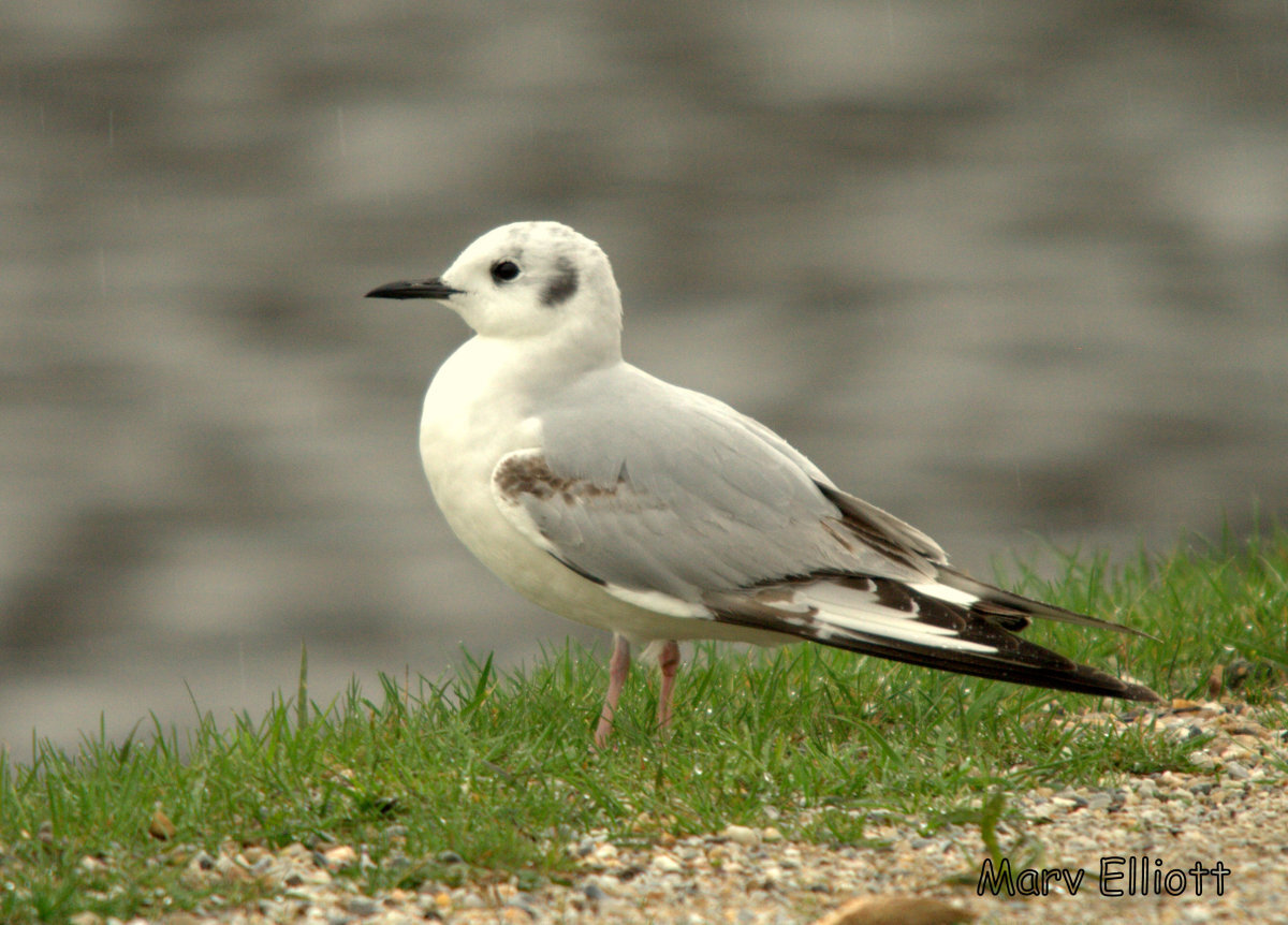 Bonaparte's Gull