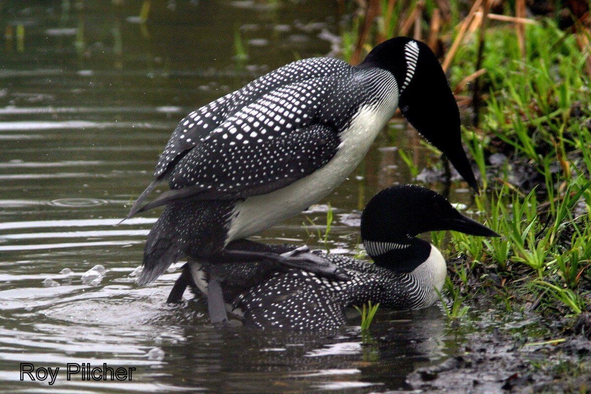 Common Loons 
