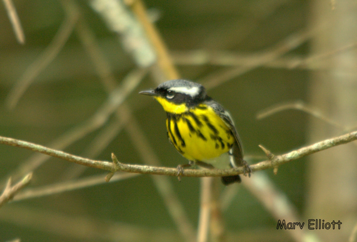 Magnolia Warbler