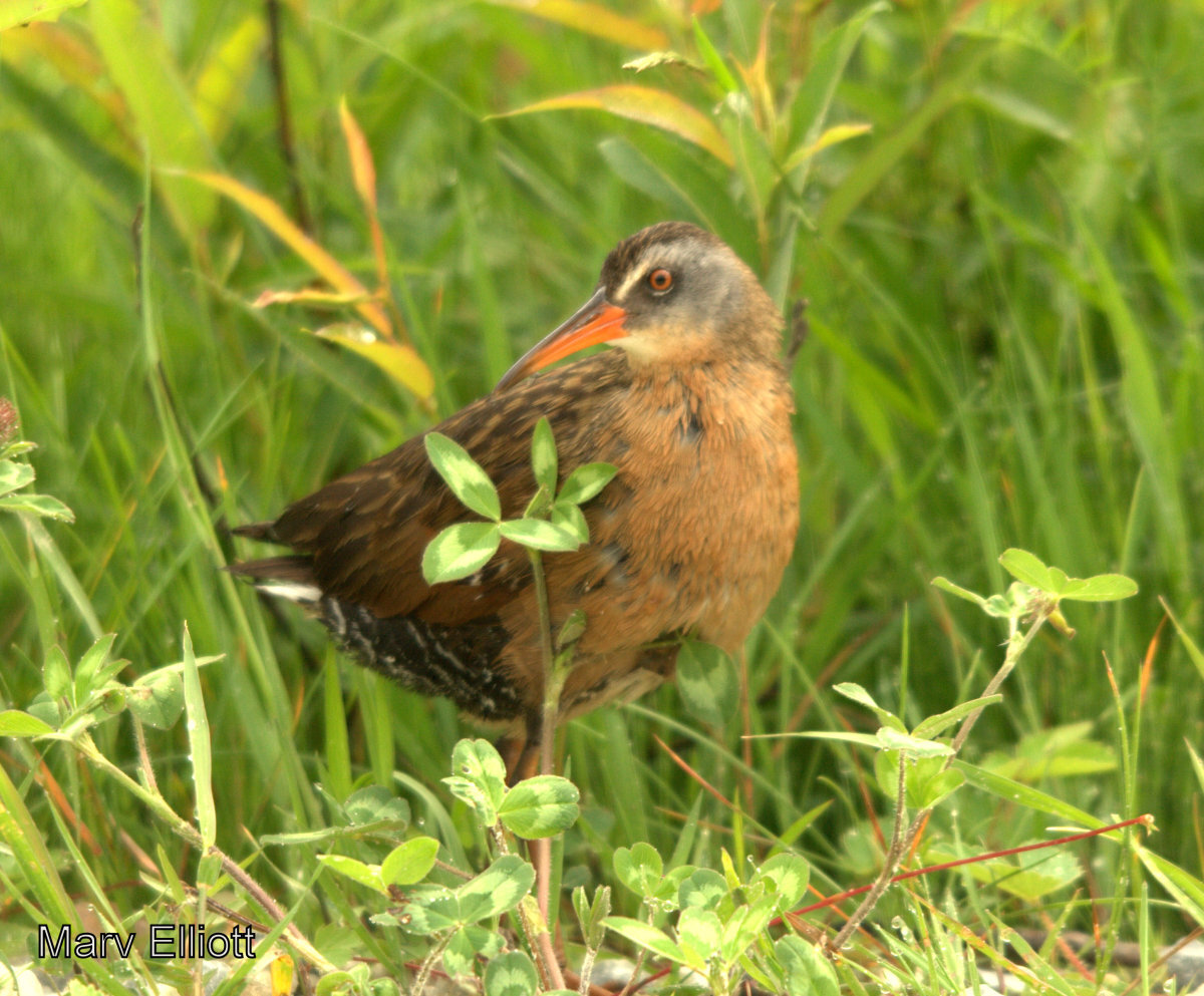 Virginia Rail