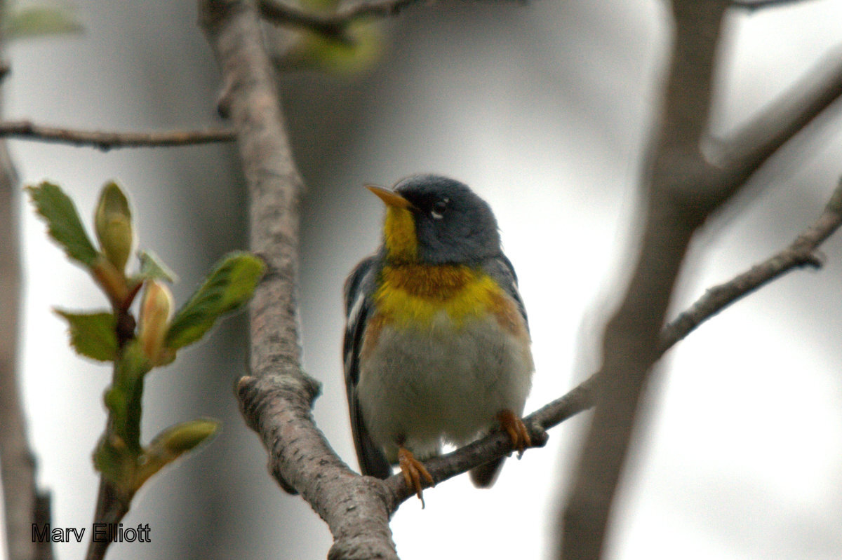 Northern Parula