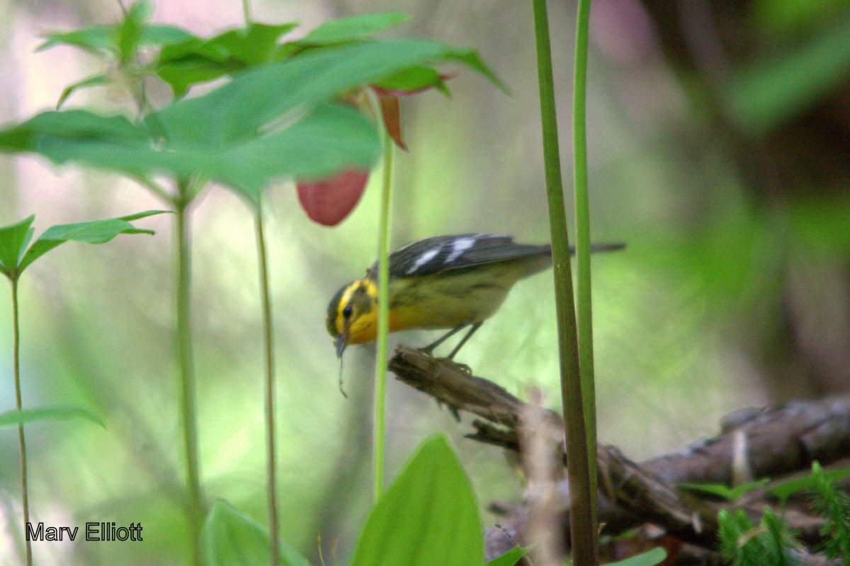 Blackburnian Warbler