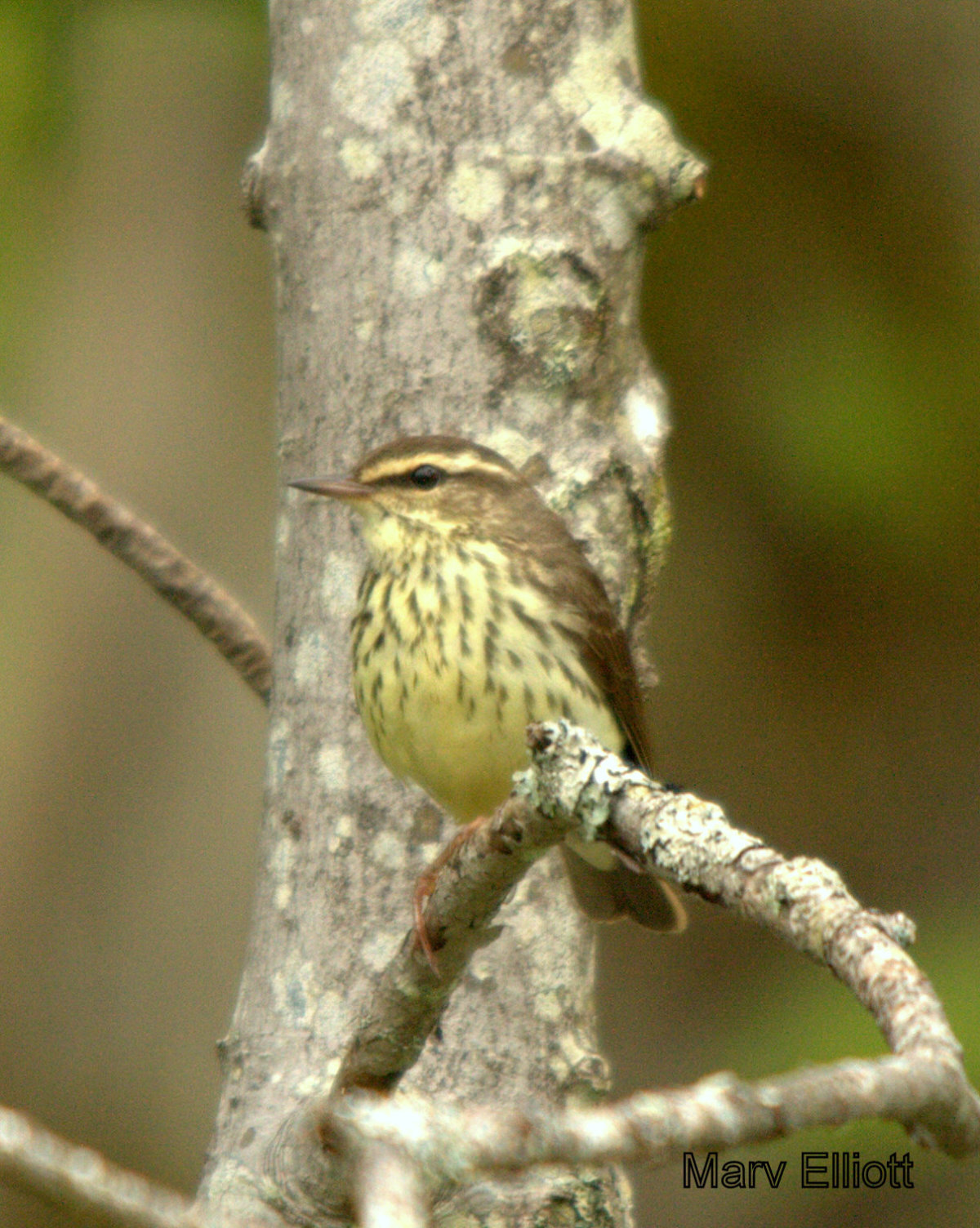 Northern Waterthrush