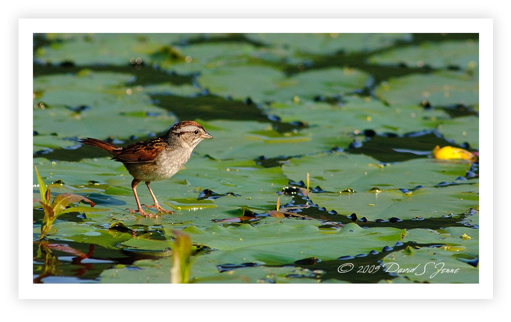 Swamp Sparrow