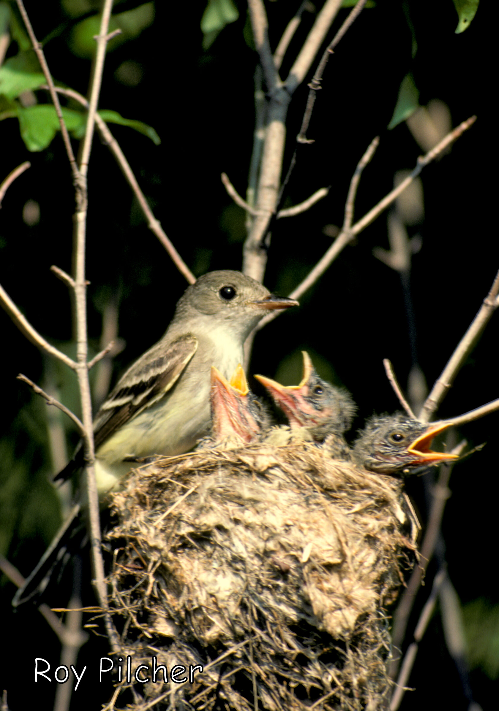 Alder Flycatcher