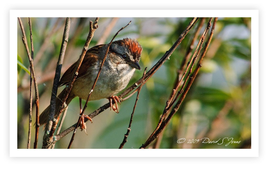 Swamp Sparrow Portrait