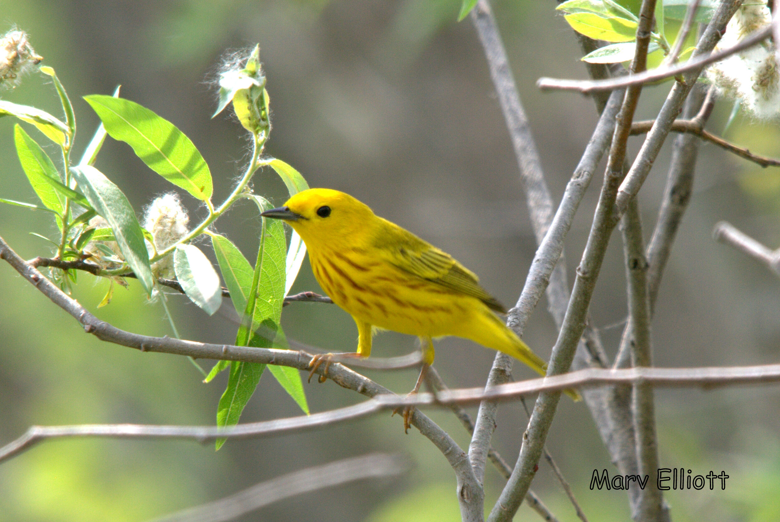 Yellow Warbler