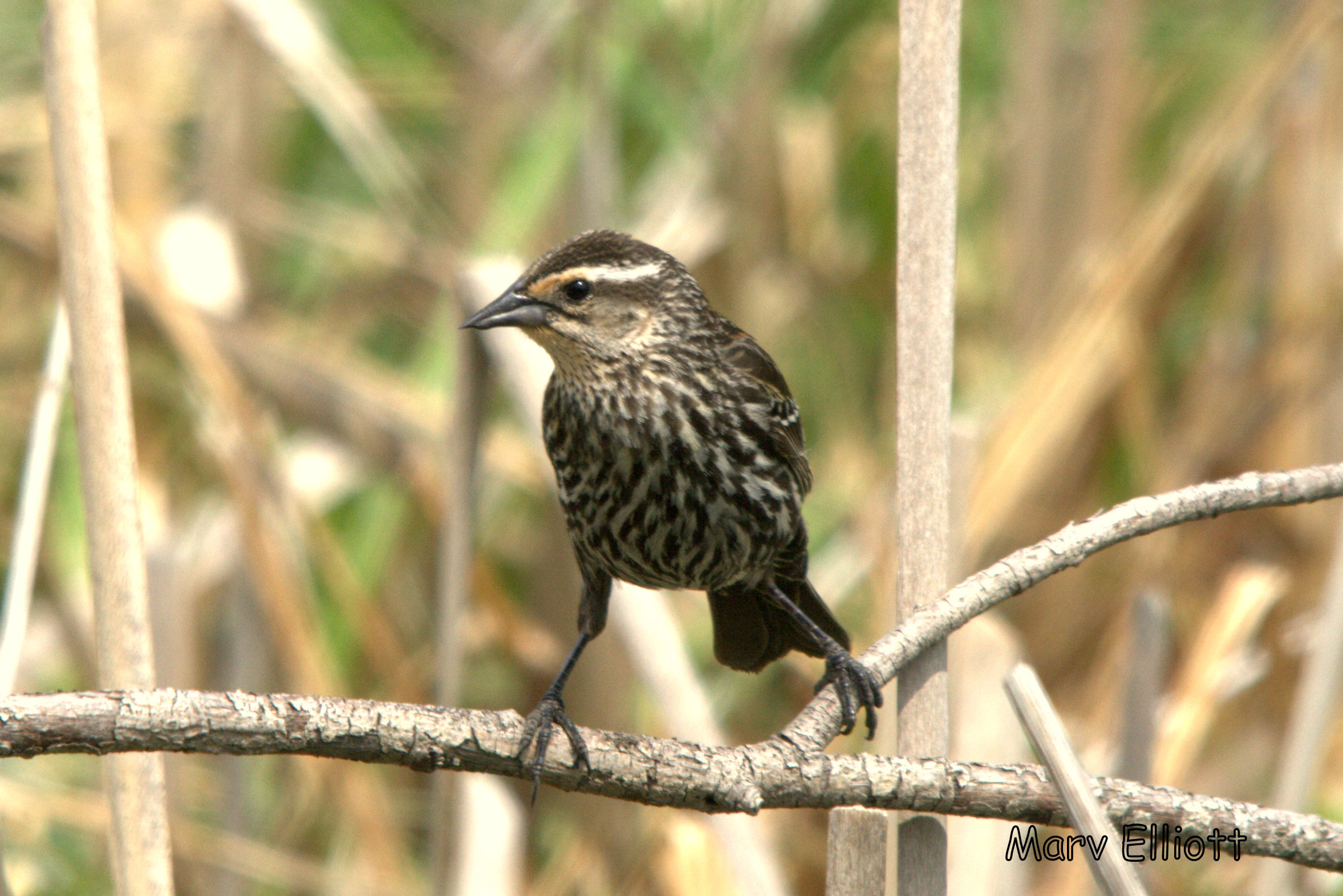 Red-winged Blackbird