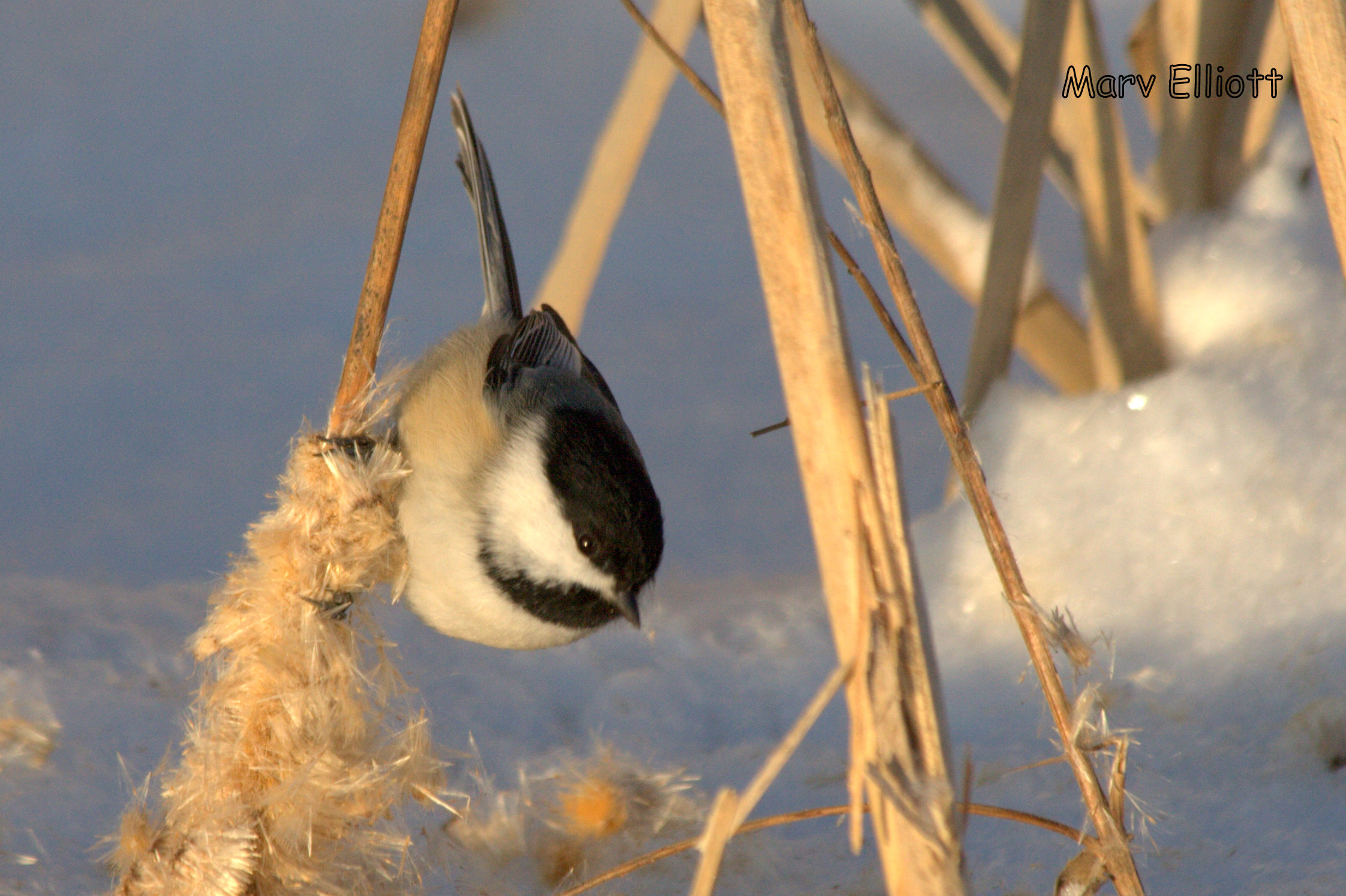 Black-capped Chickadee