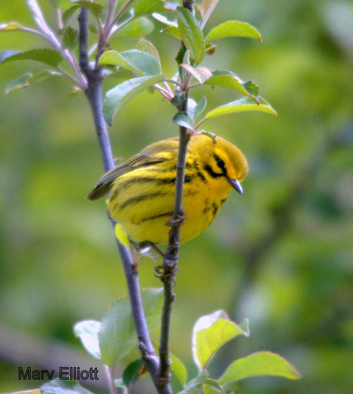 Prairie Warbler