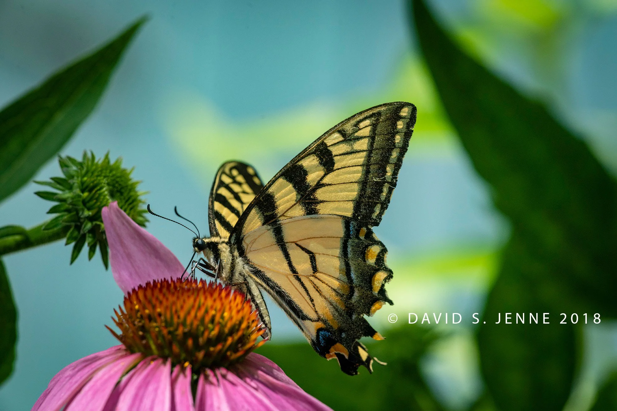 Rutland County Audubon Society Butterfly Atlas Training