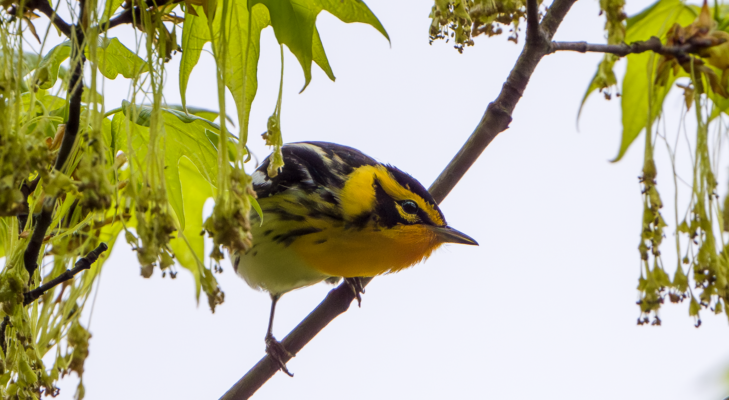 Rutland County Bird Alliance (RCAS) Annual Meeting