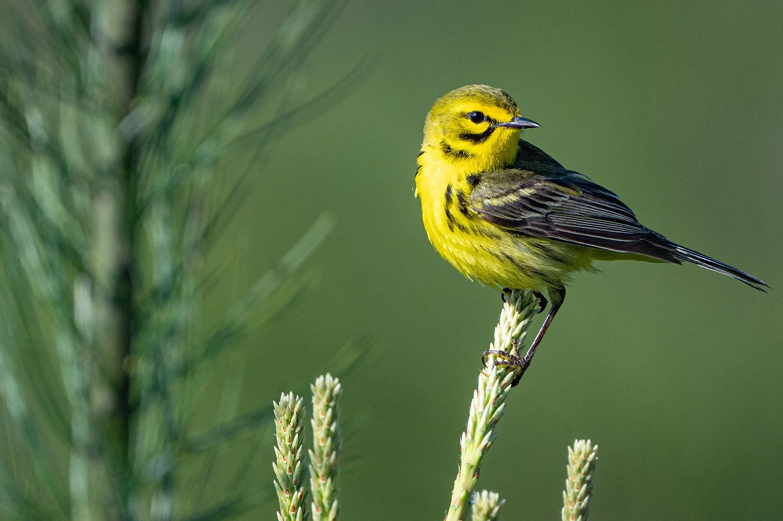 Prairie Warbler singing at WRPL-20260526-016.jpeg