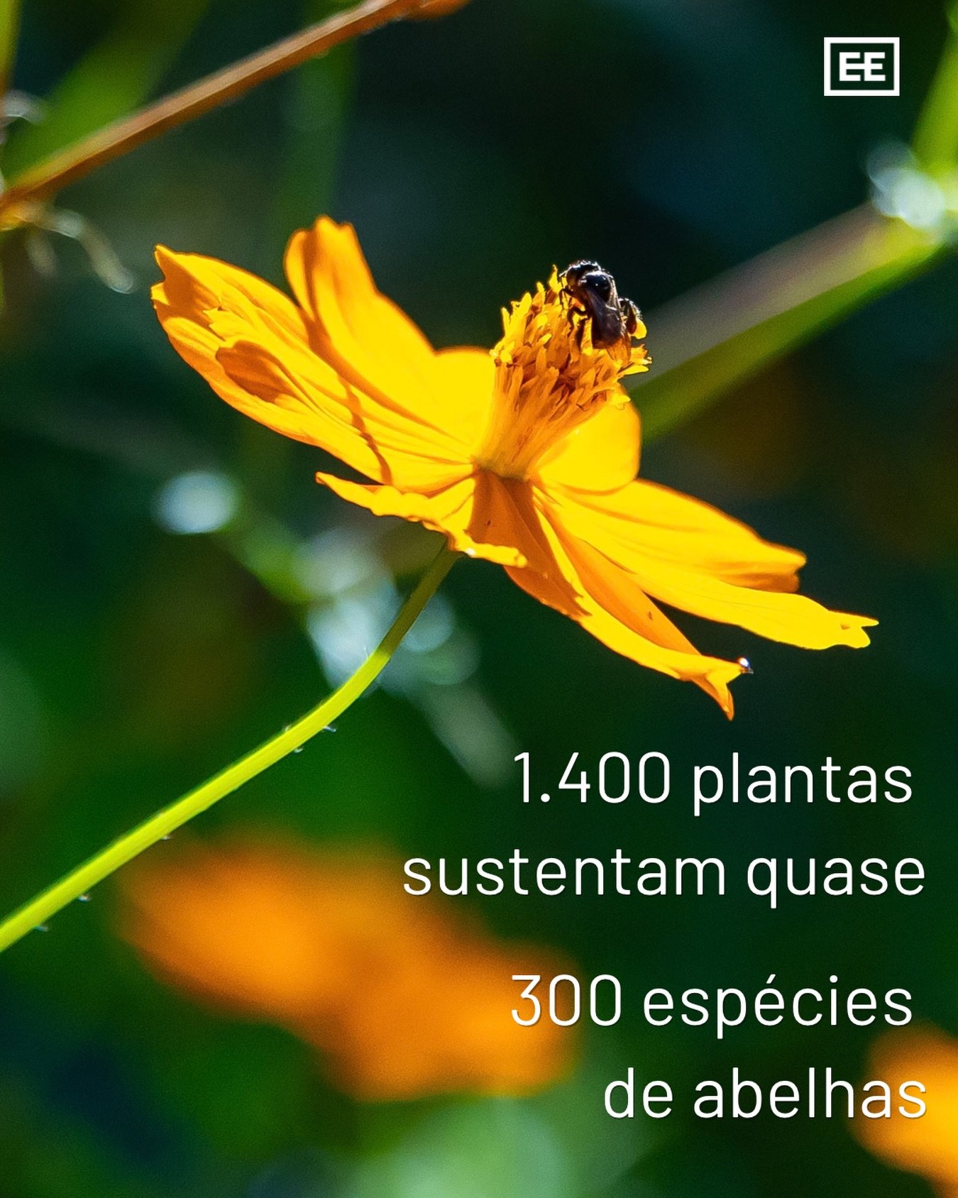 No estado de S&atilde;o Paulo, onde est&atilde;o presentes os biomas Mata Atl&acirc;ntica e Cerrado, cerca de 1.400 plantas sustentam quase 300 esp&eacute;cies de abelhas. 

Algumas dessas plantas alimentam dezenas de esp&eacute;cies ao mesmo tempo.
