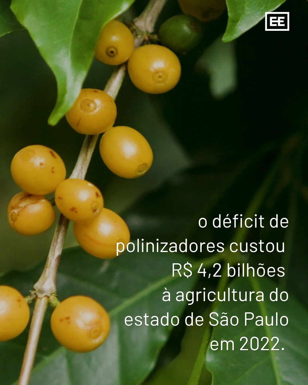 De acordo com o Biota S&iacute;ntese, o d&eacute;ficit de polinizadores custou R$ 4,2 bilh&otilde;es &agrave; agricultura do estado de S&atilde;o Paulo em 2022. 

Laranja, caf&eacute;, e soja s&atilde;o algumas das culturas que dependem diretamente d