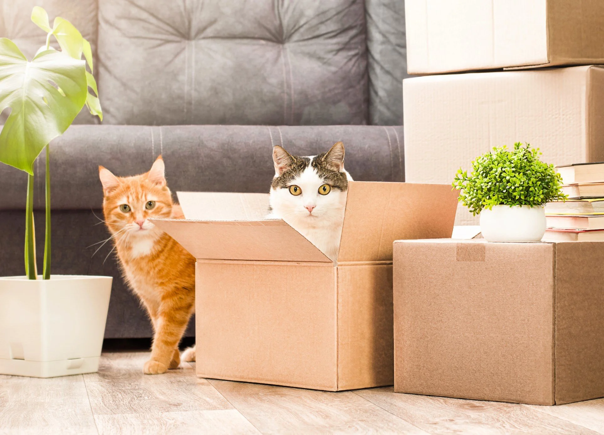 Tips For Moving With Pets