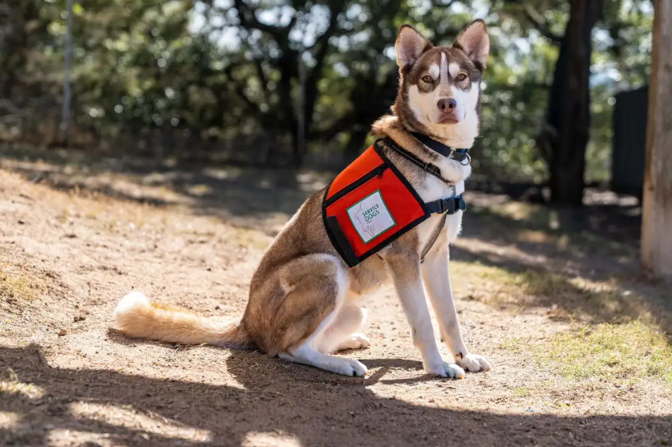 Local nonprofit training dogs to assist veterans with PTSD