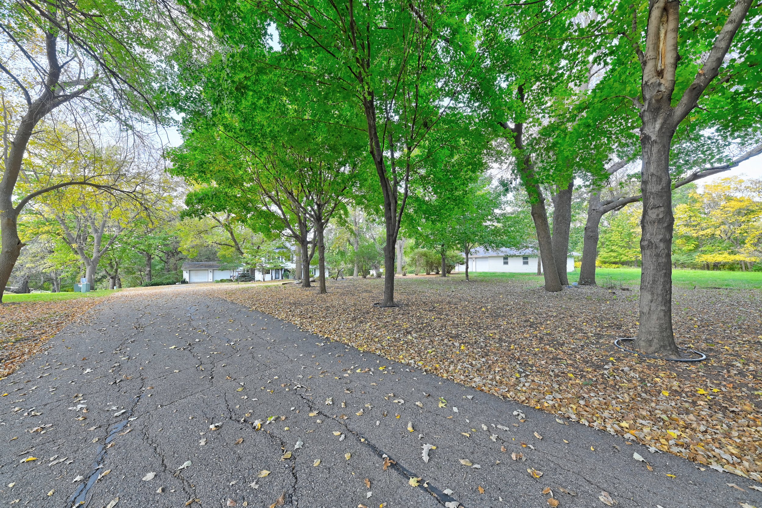 A park scene with a paved pathway surrounded by tall green trees, fallen leaves on the ground, and a couple of white buildings in the background.