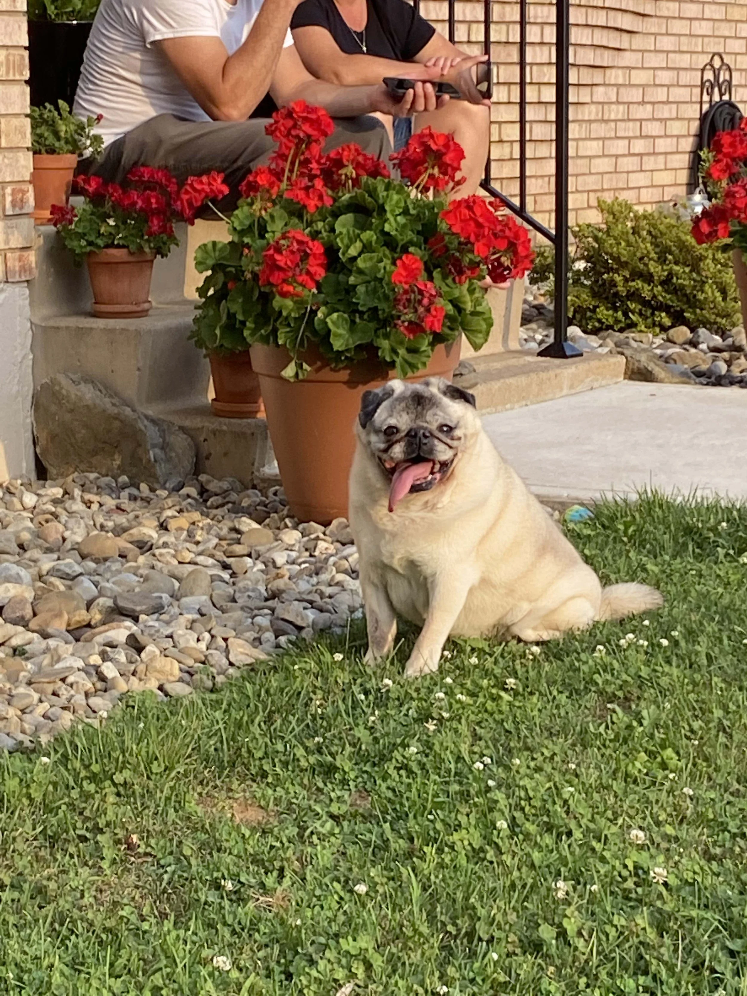 Puleo Pets Dog Boarding and Daycare Service in Allentown, Macungie, and