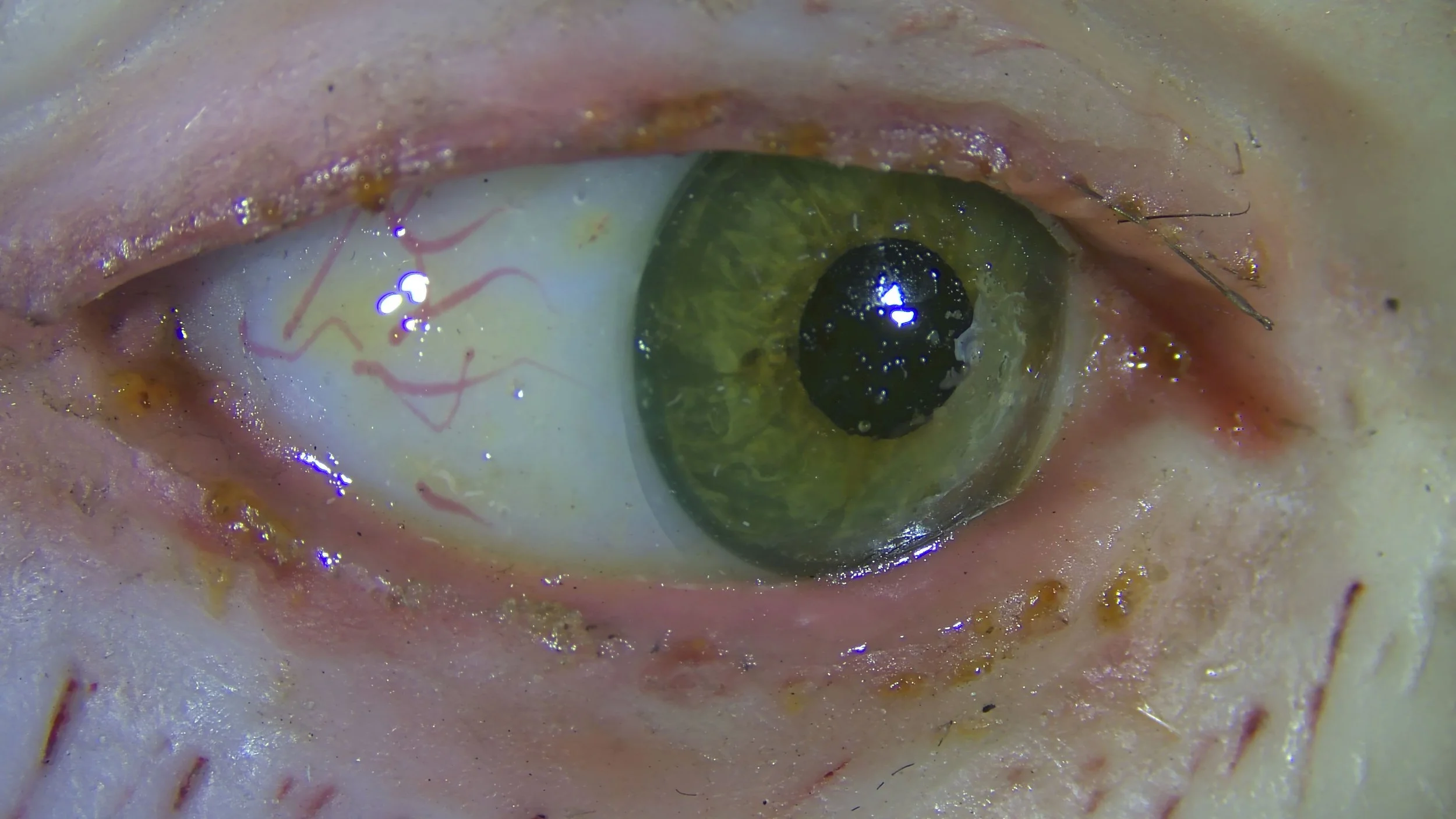 Fig. 3 painted capillaries