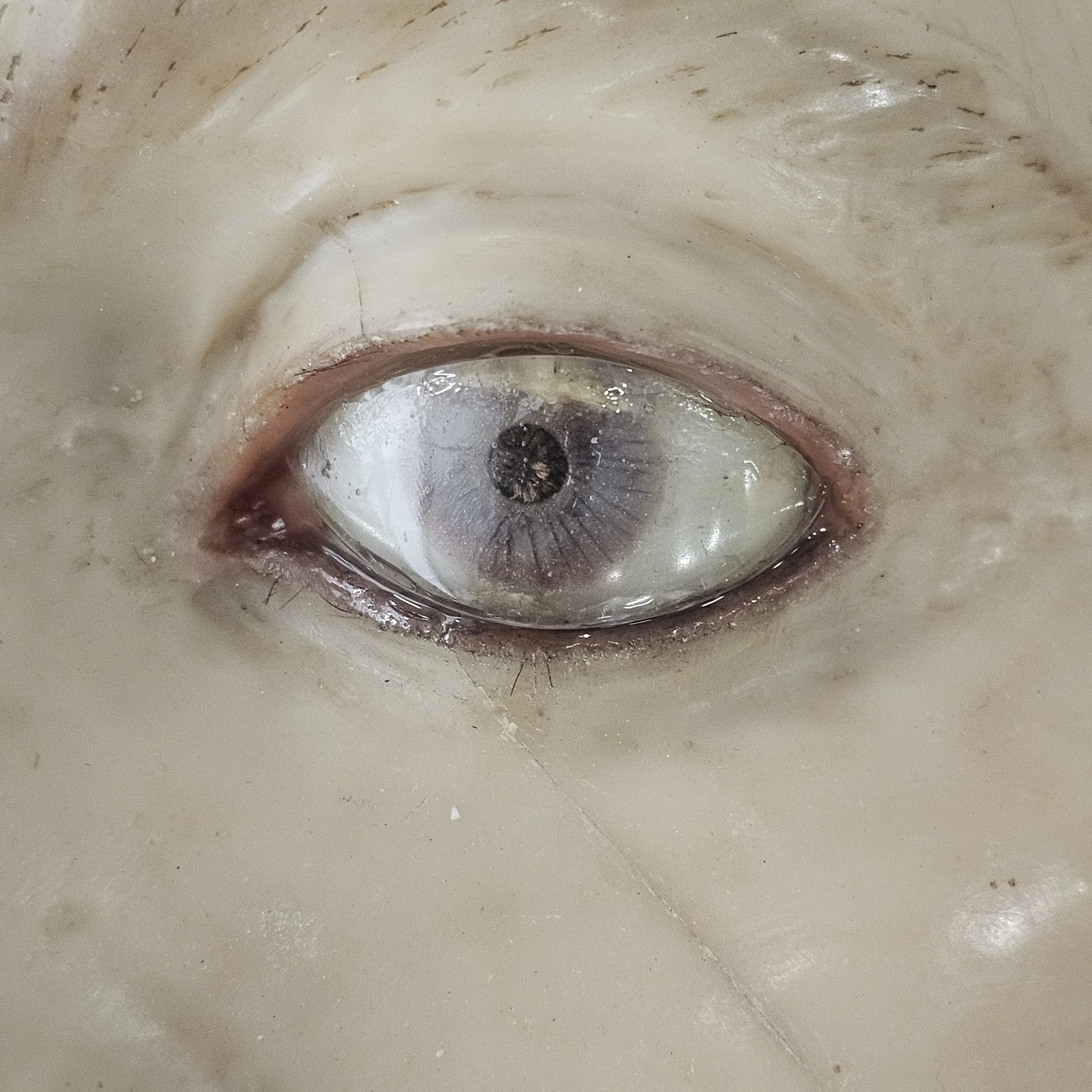 Fig. 10d after treatment, with new cornea