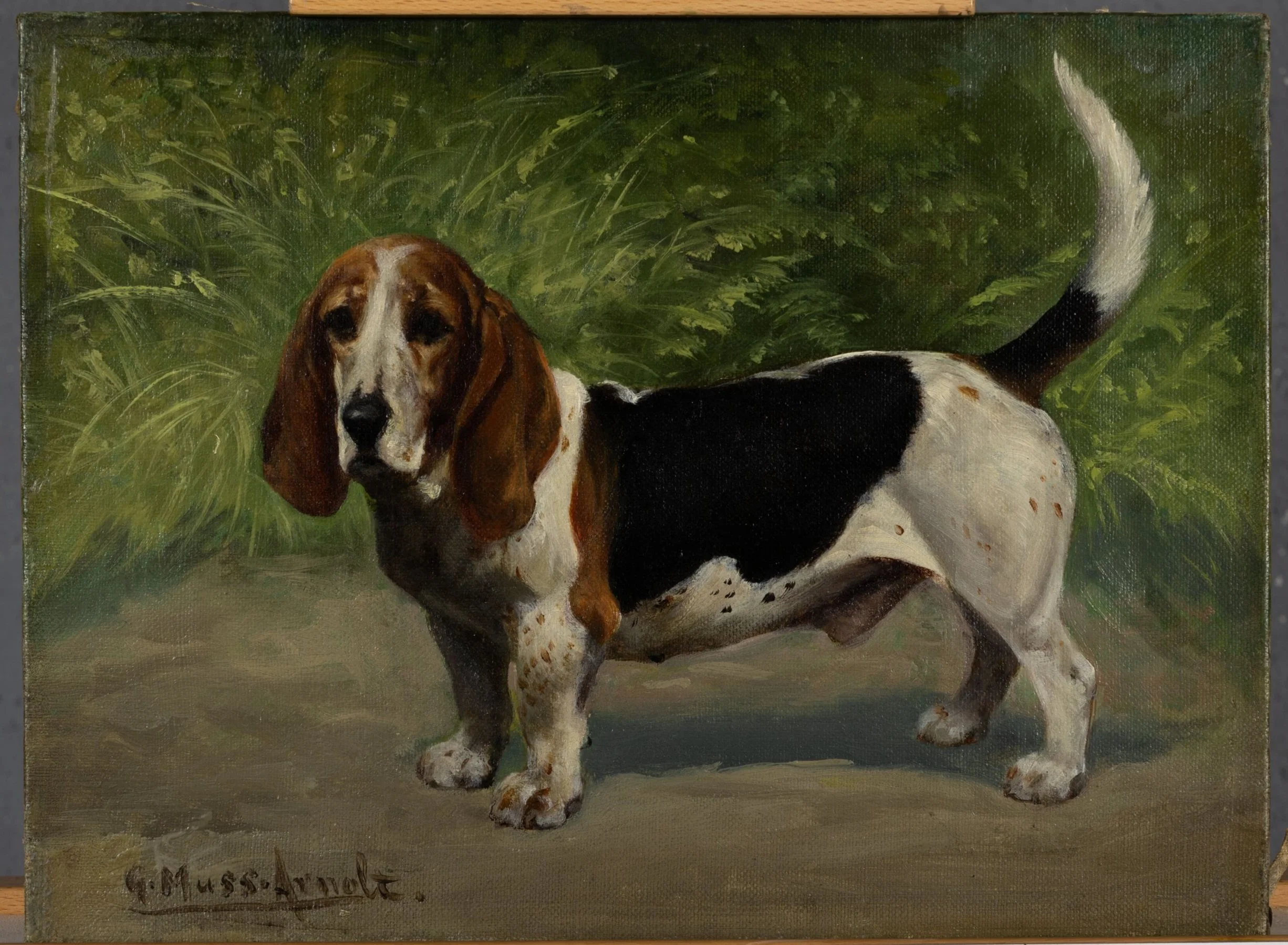 Fig. 6b Bassett Hound