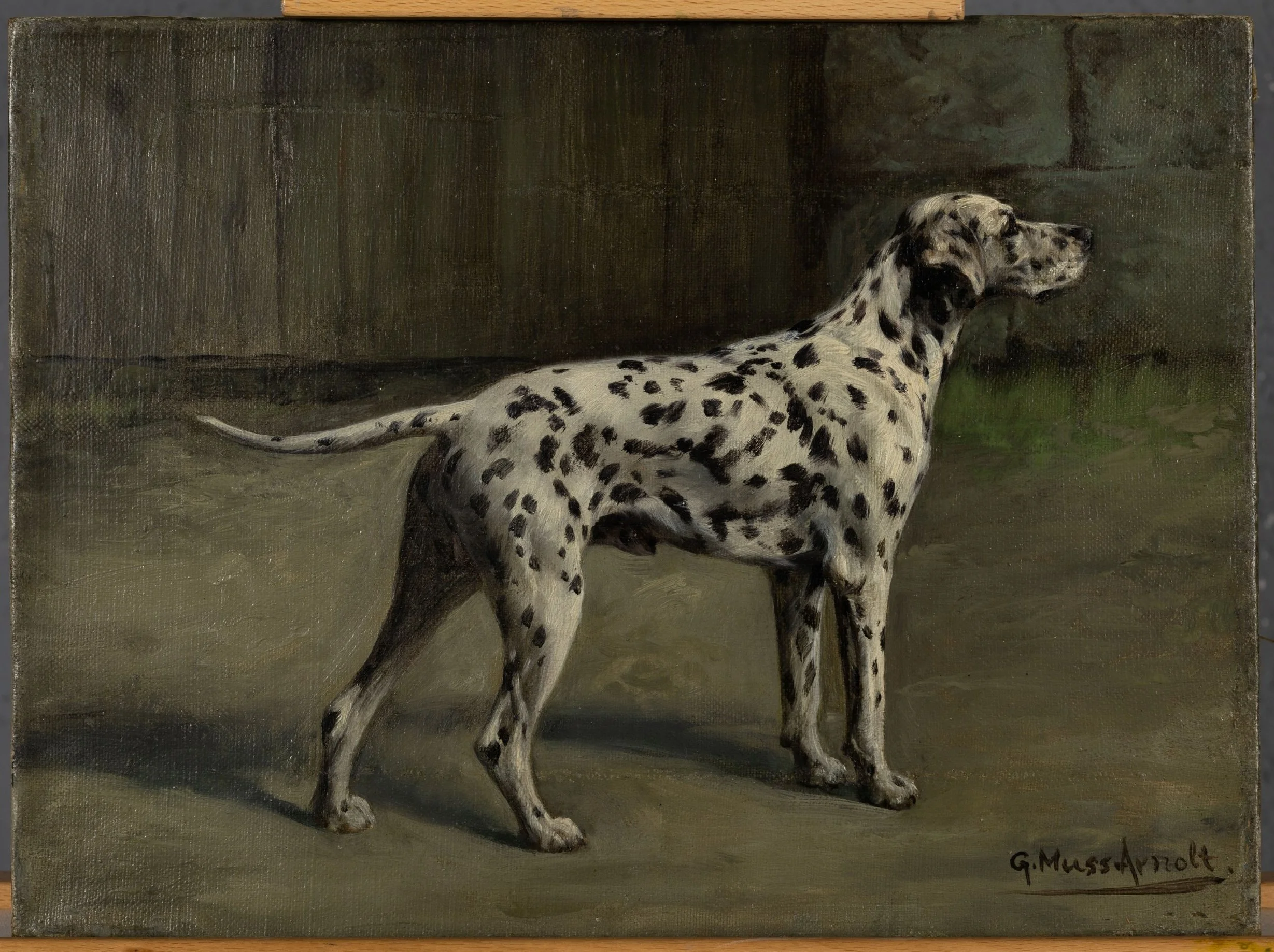 Fig. 6d Dalmatian