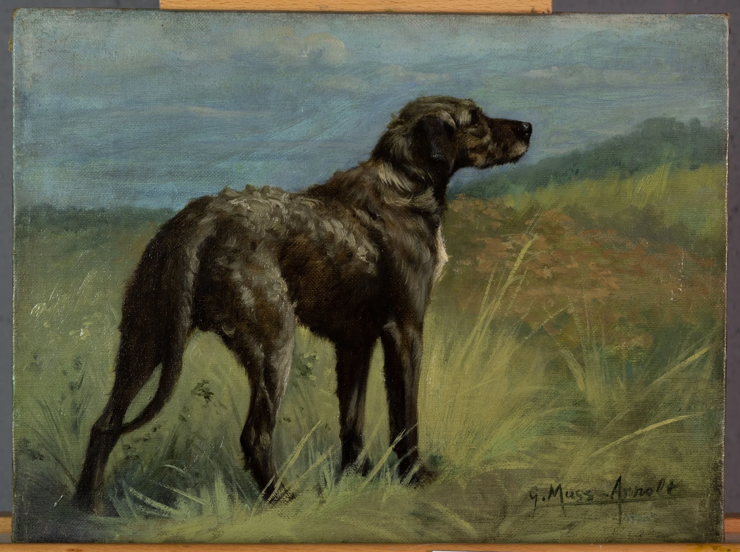 Fig. 6k Irish Wolf Hound