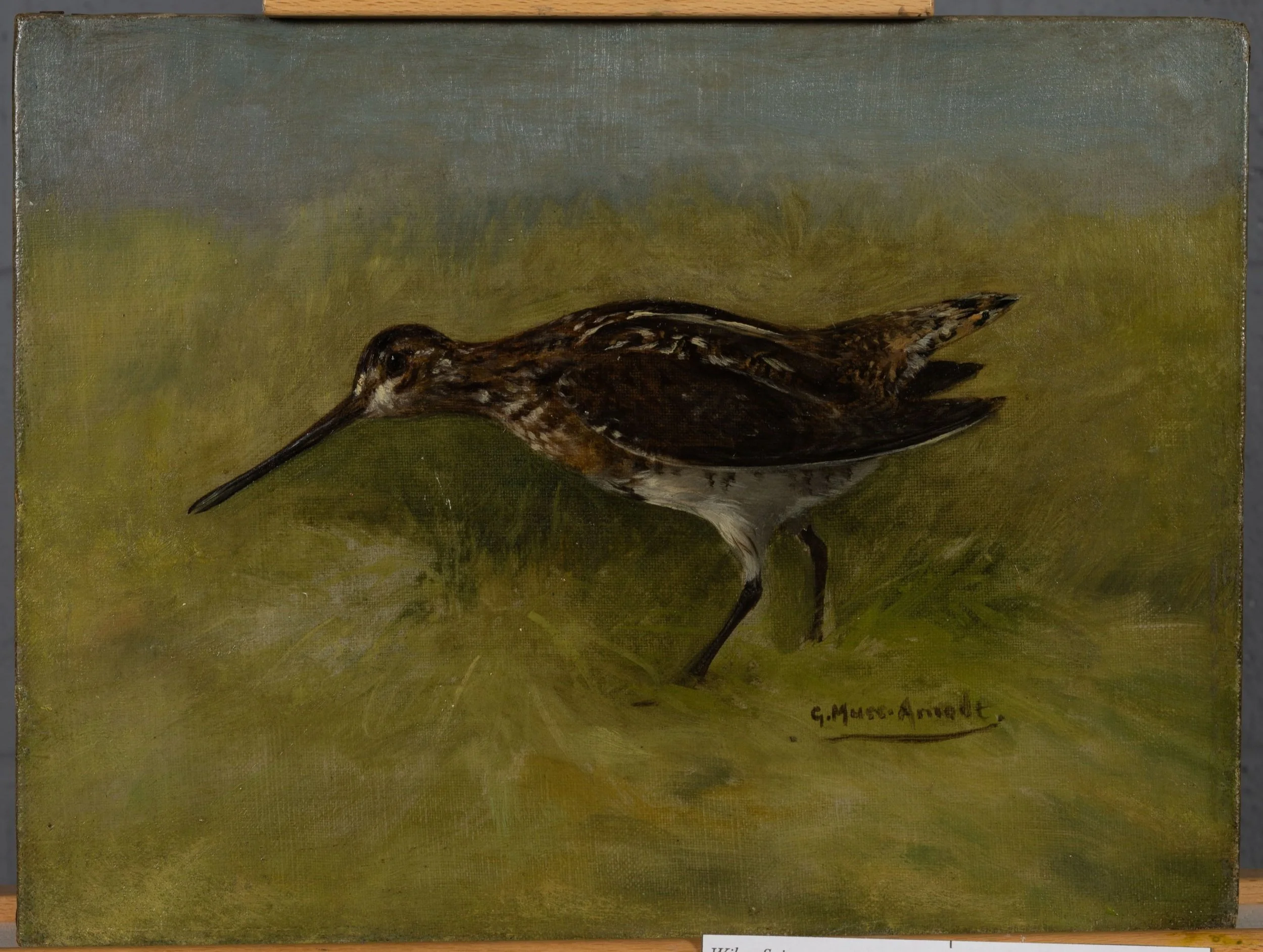 Fig. 6l Wilson's Snipe